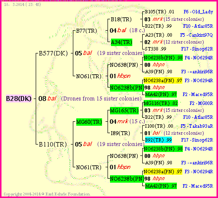 Pedigree of B28(DK) :
four generations presented