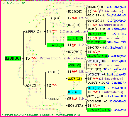 Pedigree of B28(FJO) :
four generations presented