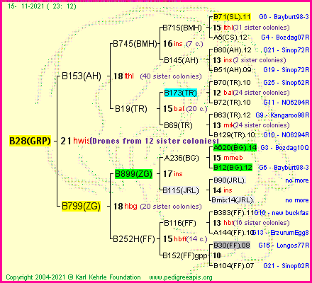 Pedigree of B28(GRP) :
four generations presented
it's temporarily unavailable, sorry!