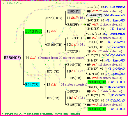 Pedigree of B28(HGS) :
four generations presented