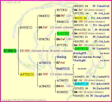 Pedigree of B28(KS) :
four generations presented