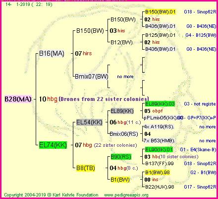 Pedigree of B28(MA) :
four generations presented<br />it's temporarily unavailable, sorry!