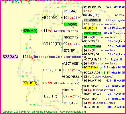 Pedigree of B28(MA) :
four generations presented<br />it's temporarily unavailable, sorry!