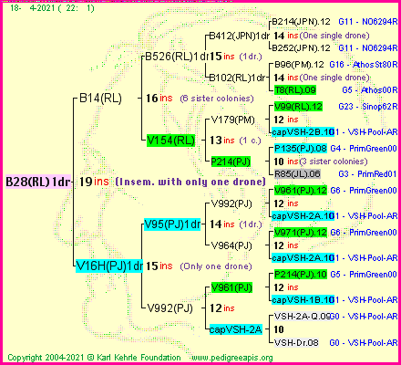 Pedigree of B28(RL)1dr :
four generations presented
it's temporarily unavailable, sorry!