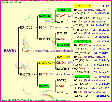 Pedigree of B28(SL) :
four generations presented