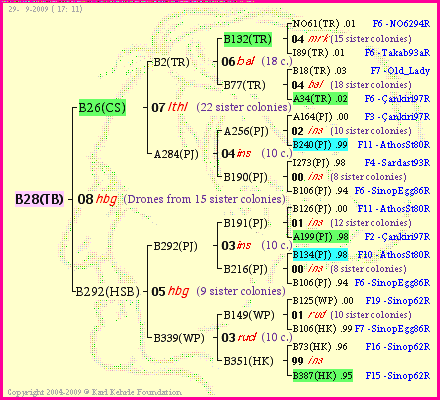 Pedigree of B28(TB) :
four generations presented