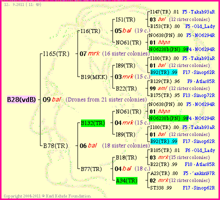 Pedigree of B28(vdB) :
four generations presented