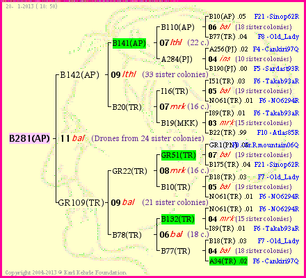 Pedigree of B281(AP) :
four generations presented