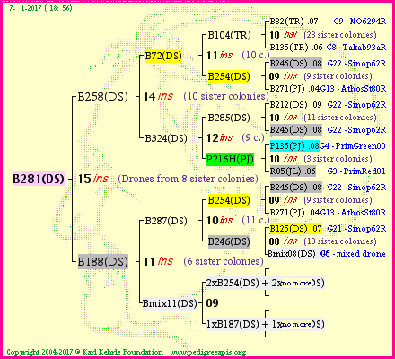 Pedigree of B281(DS) :
four generations presented
