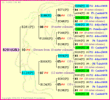 Pedigree of B281(GBL) :
four generations presented