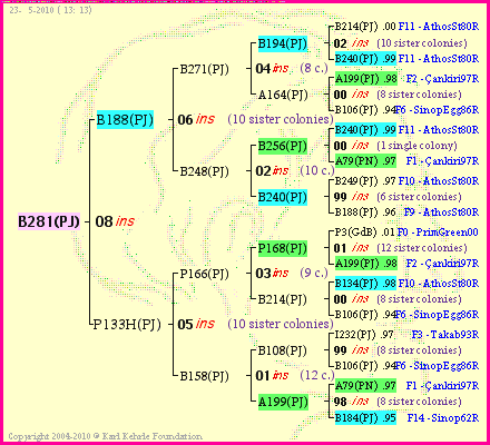 Pedigree of B281(PJ) :
four generations presented