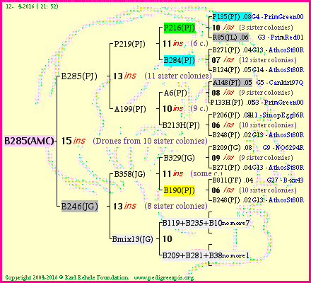 Pedigree of B285(AMC) :
four generations presented