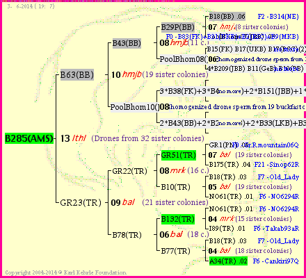 Pedigree of B285(AMS) :
four generations presented