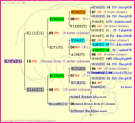 Pedigree of B285(DS) :
four generations presented