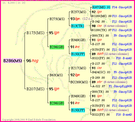 Pedigree of B286(MS) :
four generations presented
it's temporarily unavailable, sorry!