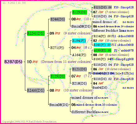 Pedigree of B287(DS) :
four generations presented