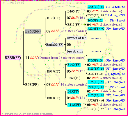 Pedigree of B288(FF) :
four generations presented