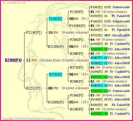 Pedigree of B288(PJ) :
four generations presented