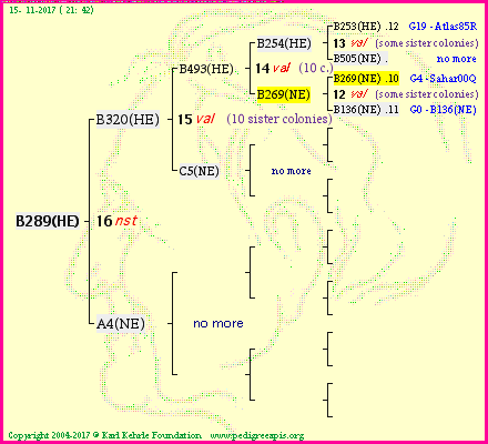 Pedigree of B289(HE) :
four generations presented