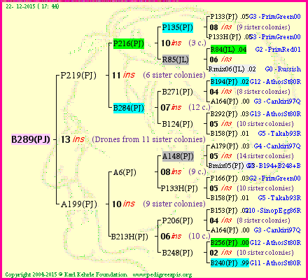 Pedigree of B289(PJ) :
four generations presented