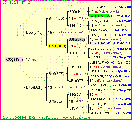 Pedigree of B28j(JYL) :
four generations presented
it's temporarily unavailable, sorry!