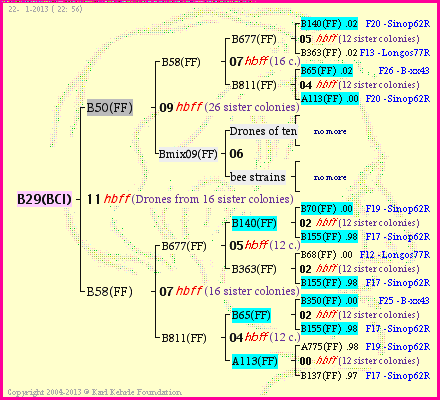 Pedigree of B29(BCI) :
four generations presented