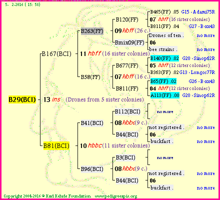 Pedigree of B29(BCI) :
four generations presented