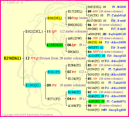 Pedigree of B29(DKL) :
four generations presented