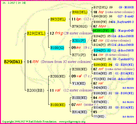 Pedigree of B29(DKL) :
four generations presented