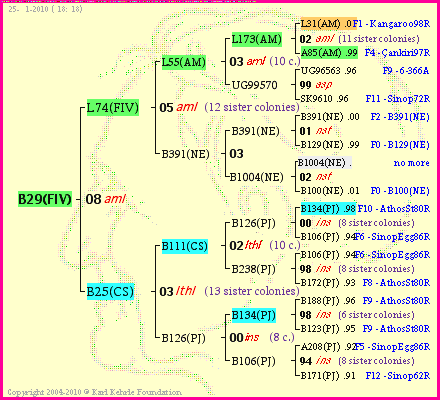 Pedigree of B29(FIV) :
four generations presented