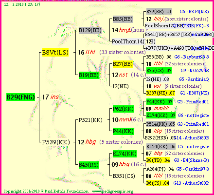 Pedigree of B29(FNG) :
four generations presented