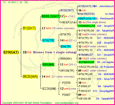 Pedigree of B29(GKT) :
four generations presented
it's temporarily unavailable, sorry!