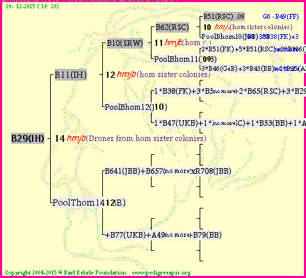 Pedigree of B29(IH) :
four generations presented