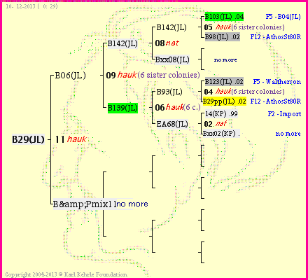 Pedigree of B29(JL) :
four generations presented