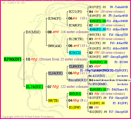 Pedigree of B29(KDF) :
four generations presented