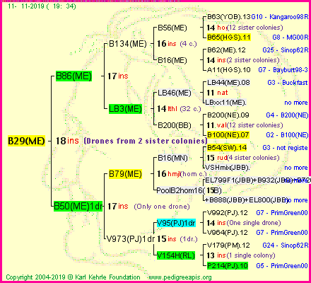 Pedigree of B29(ME) :
four generations presented
it's temporarily unavailable, sorry!