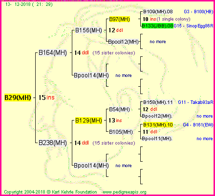 Pedigree of B29(MH) :
four generations presented<br />it's temporarily unavailable, sorry!