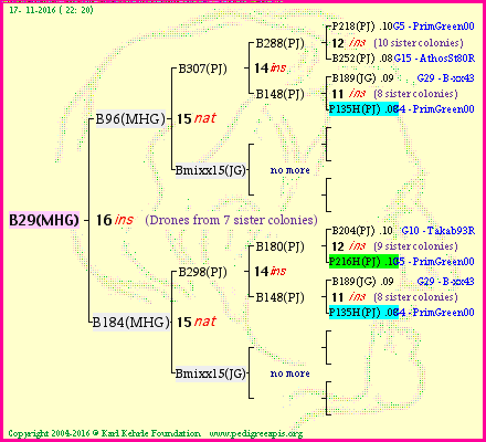 Pedigree of B29(MHG) :
four generations presented