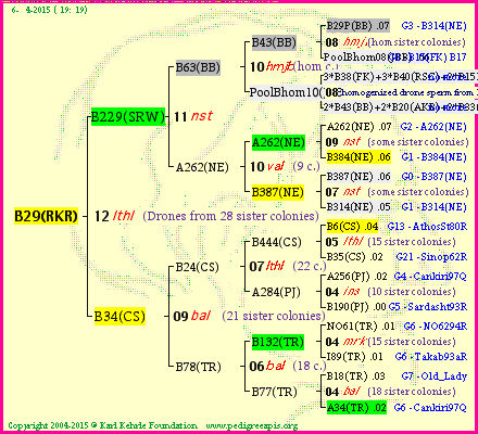 Pedigree of B29(RKR) :
four generations presented