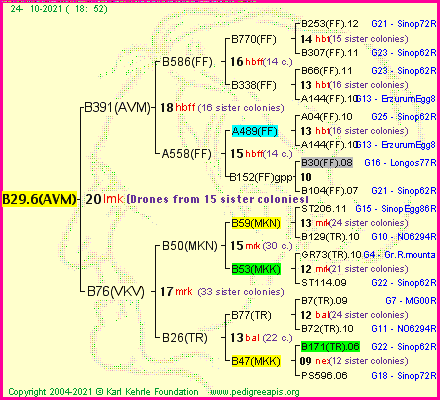 Pedigree of B29.6(AVM) :
four generations presented
it's temporarily unavailable, sorry!