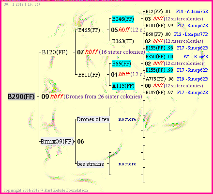 Pedigree of B290(FF) :
four generations presented