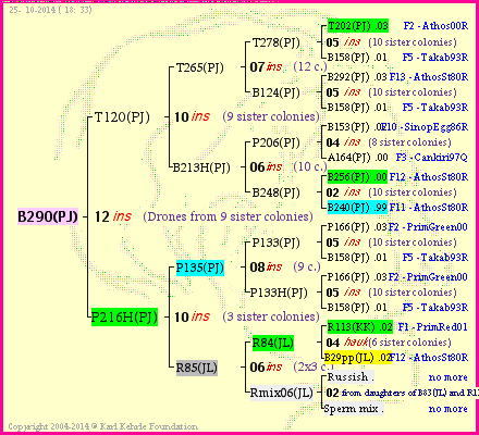 Pedigree of B290(PJ) :
four generations presented