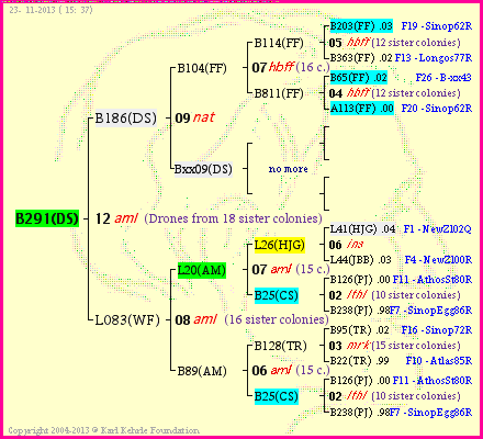 Pedigree of B291(DS) :
four generations presented