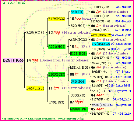 Pedigree of B291(HGS) :
four generations presented