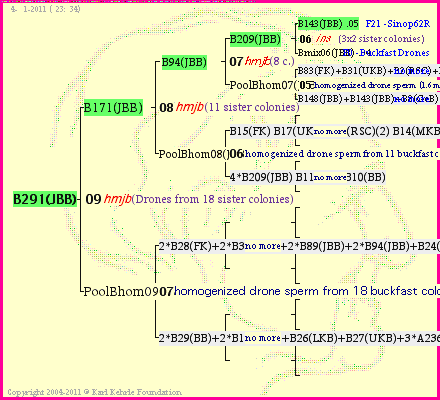 Pedigree of B291(JBB) :
four generations presented