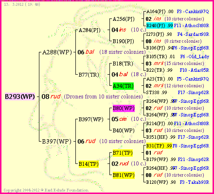 Pedigree of B293(WP) :
four generations presented