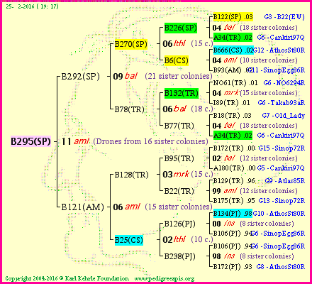 Pedigree of B295(SP) :
four generations presented