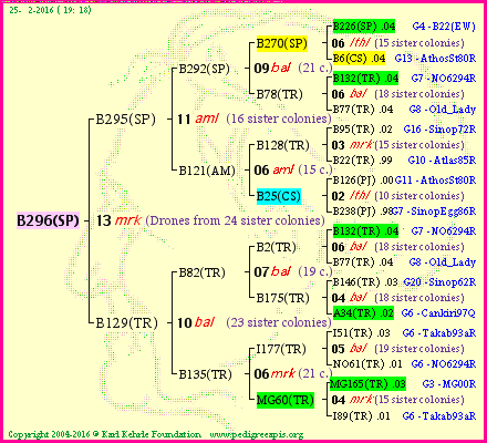 Pedigree of B296(SP) :
four generations presented