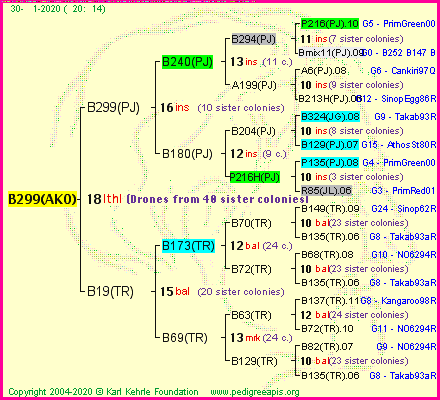 Pedigree of B299(AKO) :
four generations presented<br />it's temporarily unavailable, sorry!