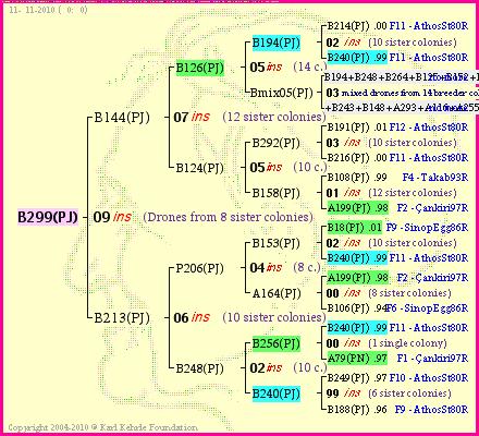 Pedigree of B299(PJ) :
four generations presented